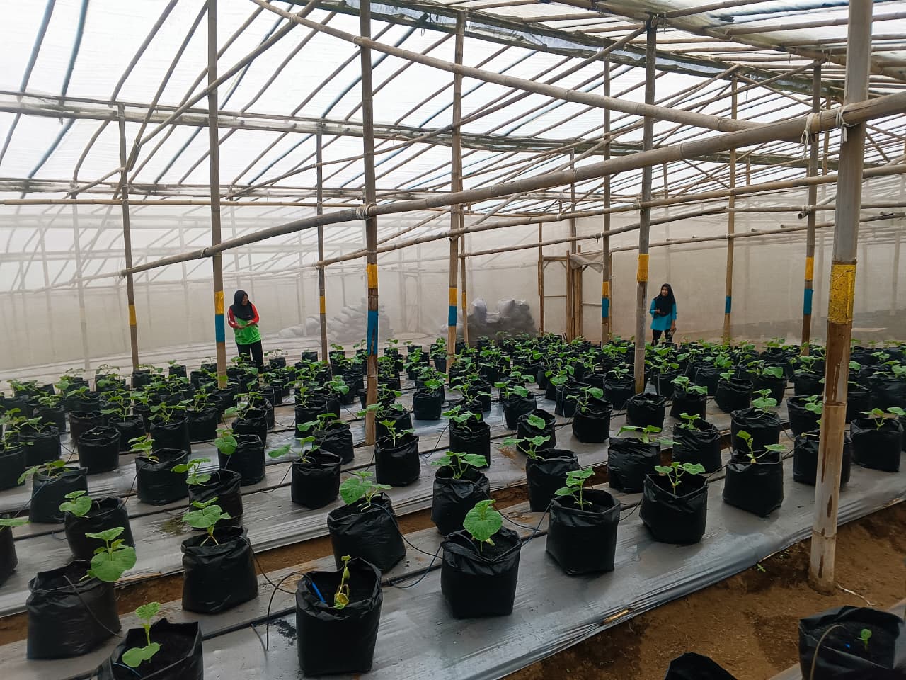 Praktek Agribisnis ATPH